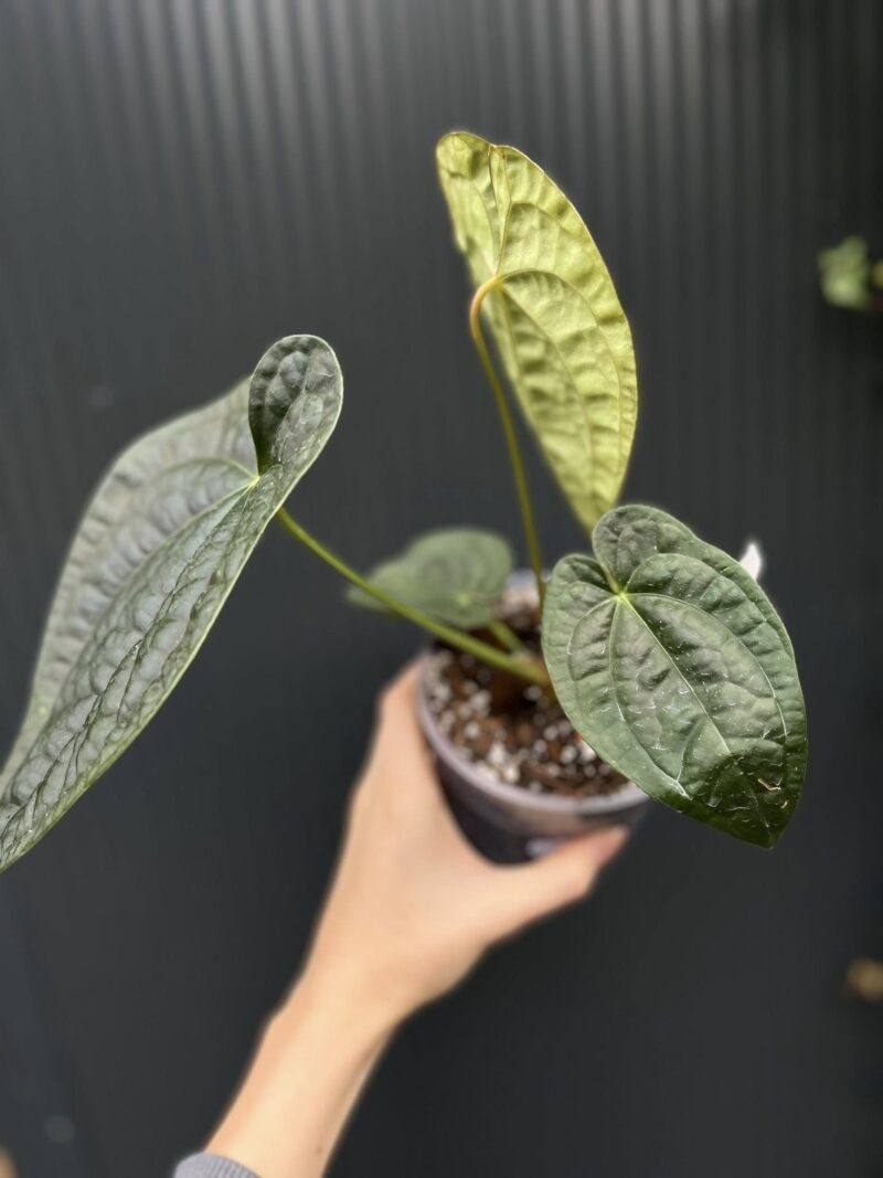 Anthurium Dawid Portilla Dreams Inverse Crossing (Anthurium luxurians × forgetii)