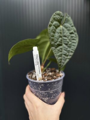 Anthurium Dawid Portilla Dreams Inverse Crossing (Anthurium luxurians × forgetii)
