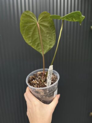 Anthurium Fantasy (besseae aff. x dressleri)