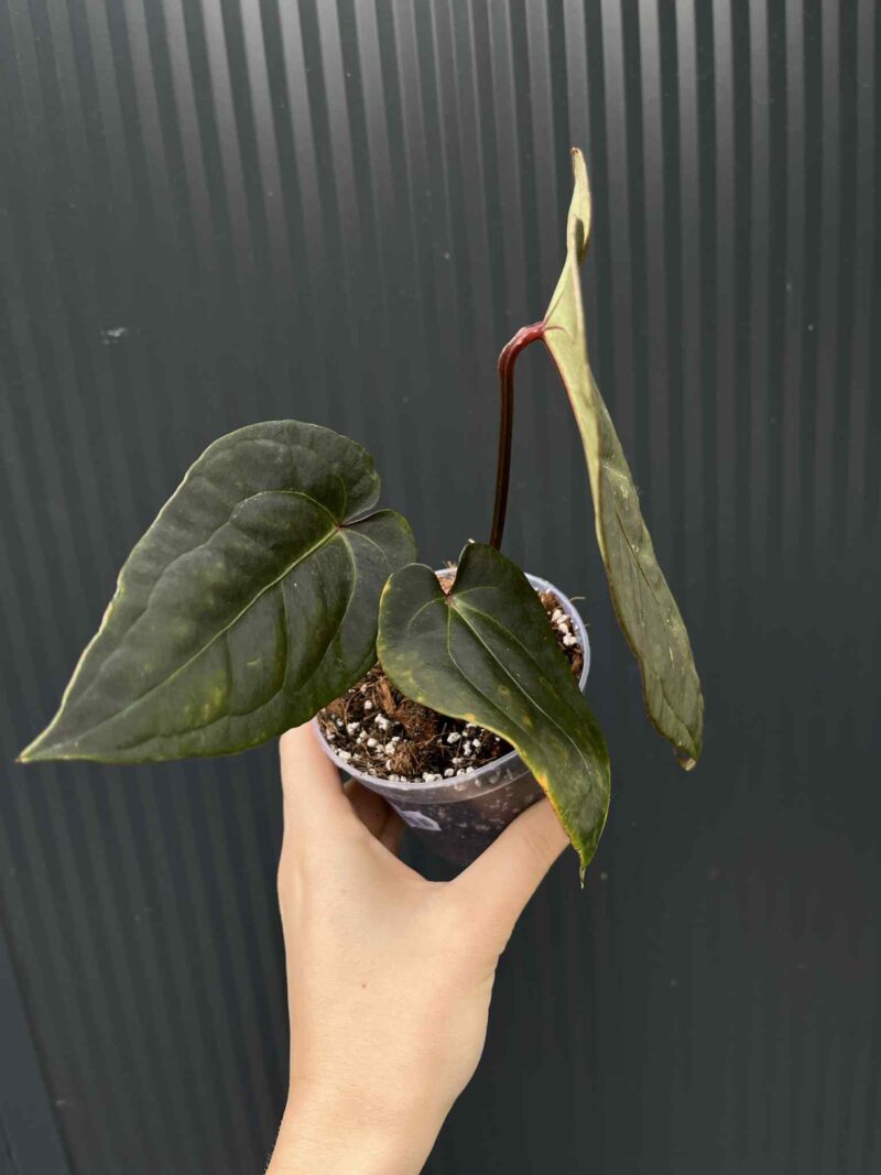 Anthurium Cuyabeno Soul x Black Anaconda