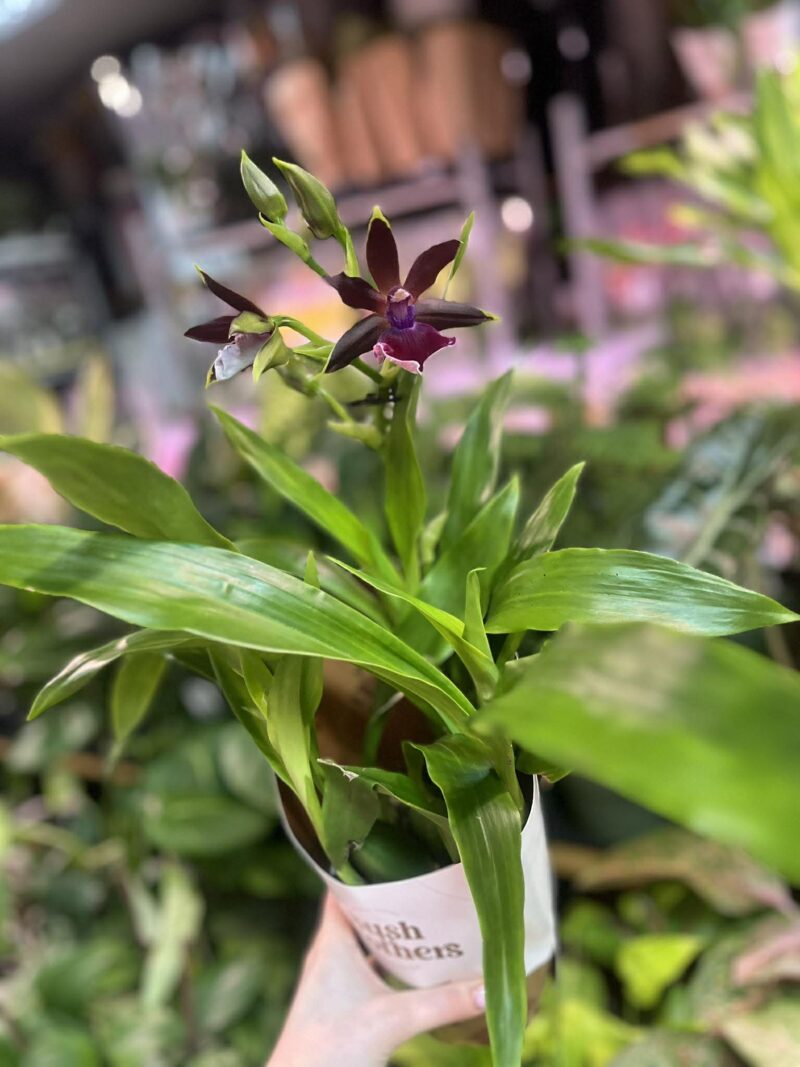 Zygopetalum Louisendorf | Storczyk pachnący