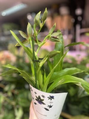 Zygopetalum Louisendorf | Storczyk pachnący