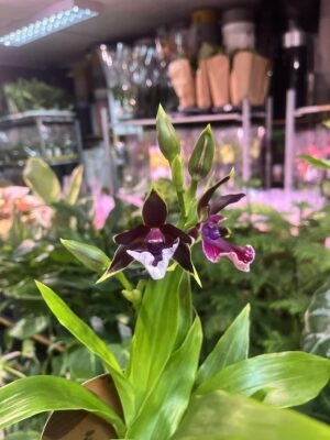 Zygopetalum Louisendorf | Storczyk pachnący