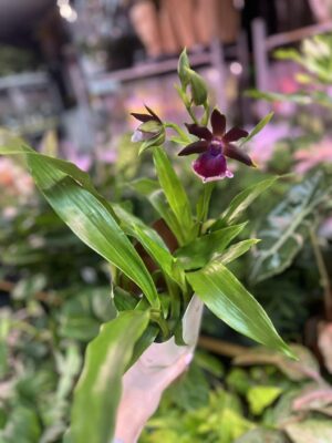Zygopetalum Louisendorf | Storczyk pachnący