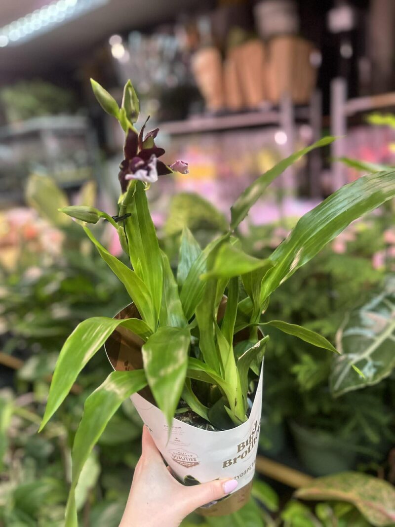 Zygopetalum Louisendorf | Storczyk pachnący