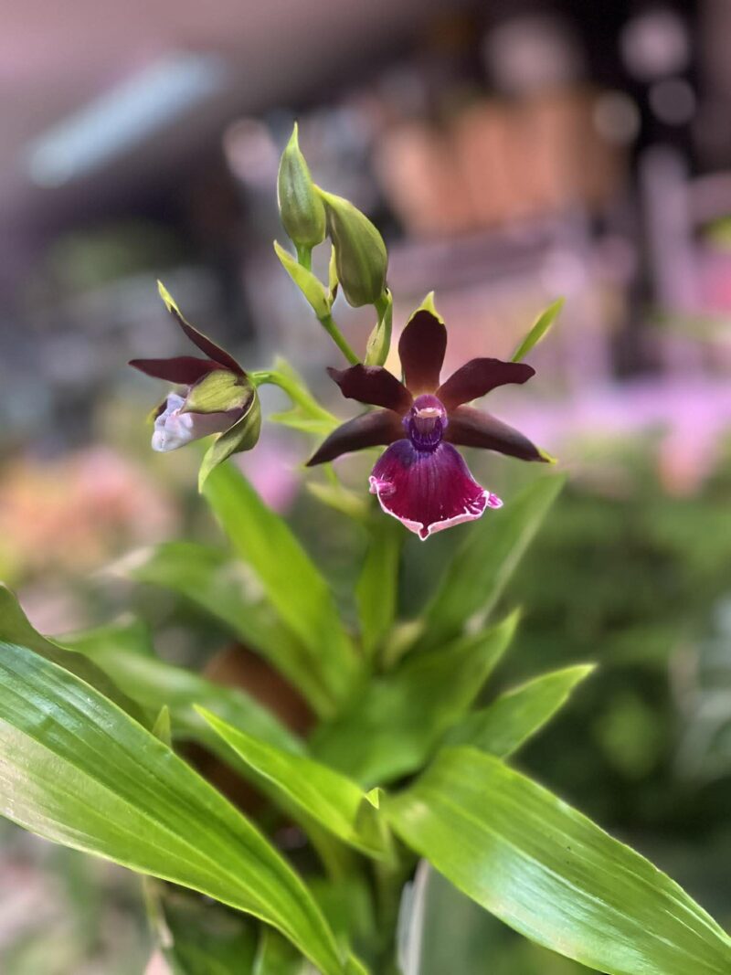 Zygopetalum Louisendorf | Storczyk pachnący