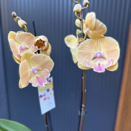 Phalaenopsis Limited 42