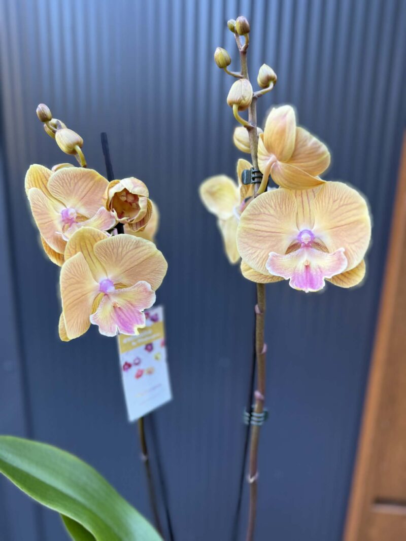 Phalaenopsis Limited 42