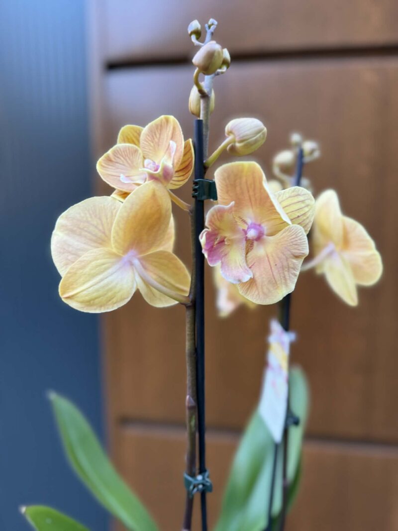 Phalaenopsis Limited 42