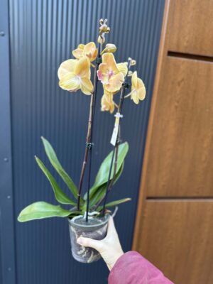 Phalaenopsis Limited 42