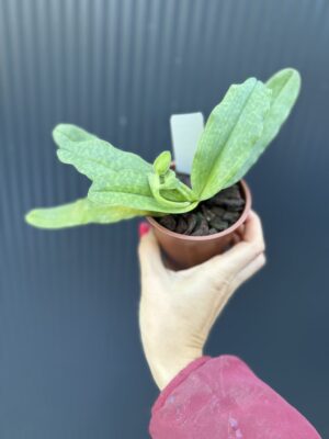 Storczyk Paphiopedilum – Pinocchio „Rosa”