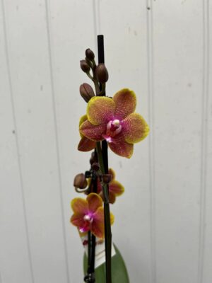 Phalaenopsis Sogo Lawrence | Storczyk