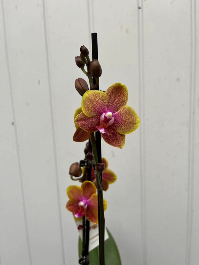 Phalaenopsis Sogo Lawrence | Storczyk
