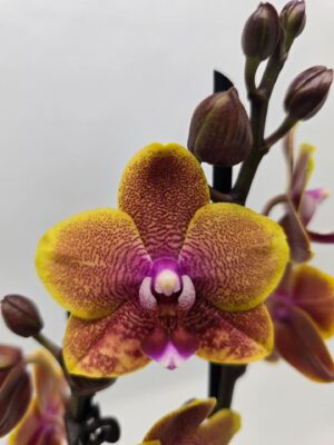 Phalaenopsis Sogo Lawrence | Storczyk