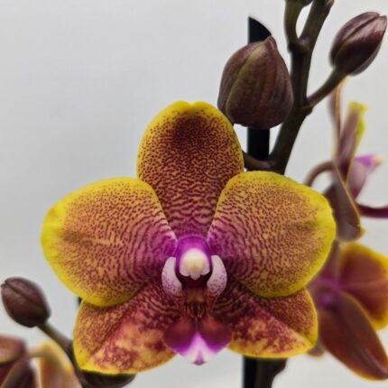 Phalaenopsis Sogo Lawrence | Storczyk