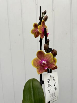 Phalaenopsis Sogo Lawrence | Storczyk