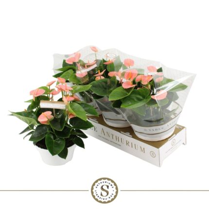 Anthurium andraeanum ‘Spirit Table’