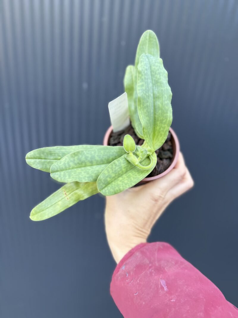 Storczyk Paphiopedilum – Pinocchio „Rosa”