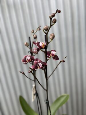 Phalaenopsis Ark’s Rhine | Storczyk