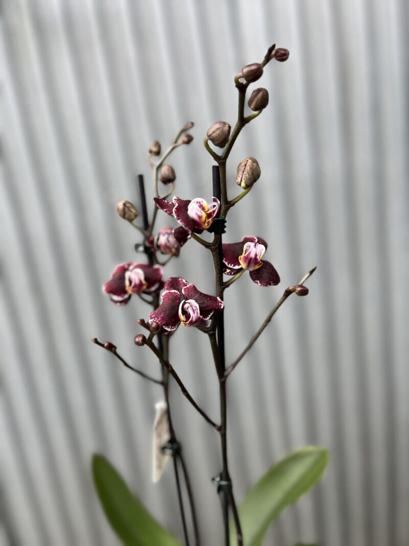 Phalaenopsis Ark’s Rhine | Storczyk
