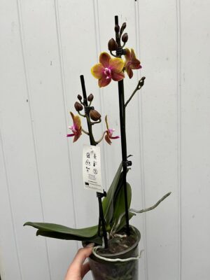 Phalaenopsis Sogo Lawrence | Storczyk