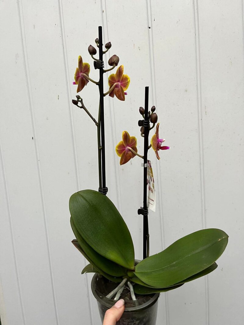 Phalaenopsis Sogo Lawrence | Storczyk