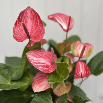 Anthurium andraeanum ‘Livium’