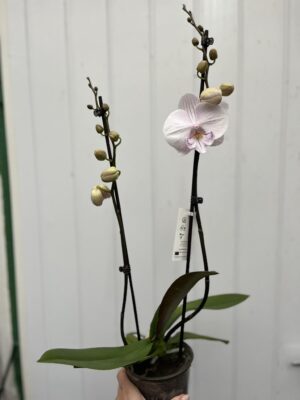 Phalaenopsis Ambon | Storczyk