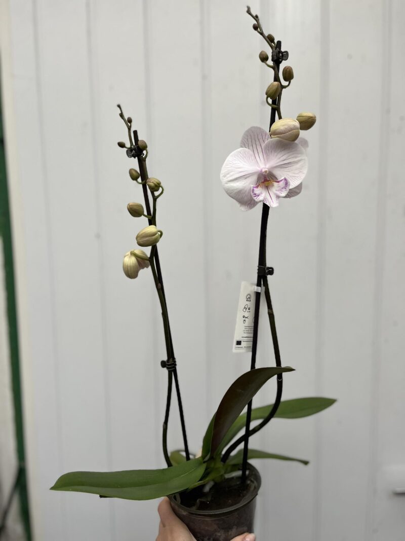 Phalaenopsis Ambon | Storczyk