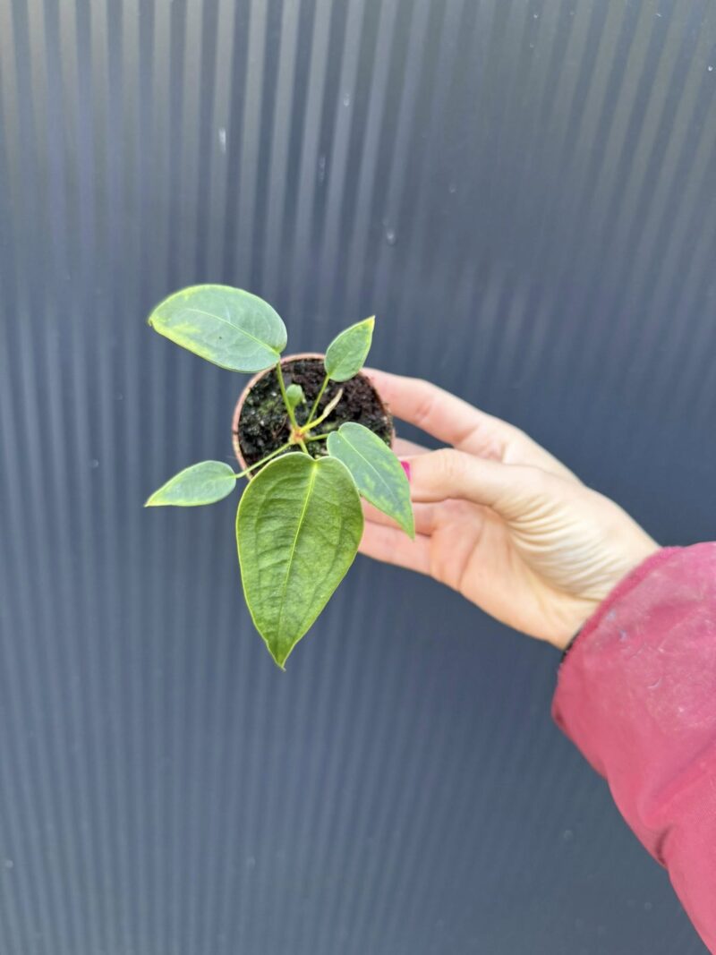 Anthurium Peltigerum – maluszek