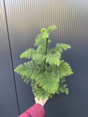 Araucaria heterophylla