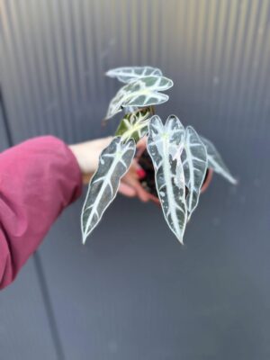 Alocasia Bambino Variegata