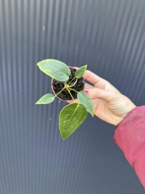 Anthurium Peltigerum – maluszek