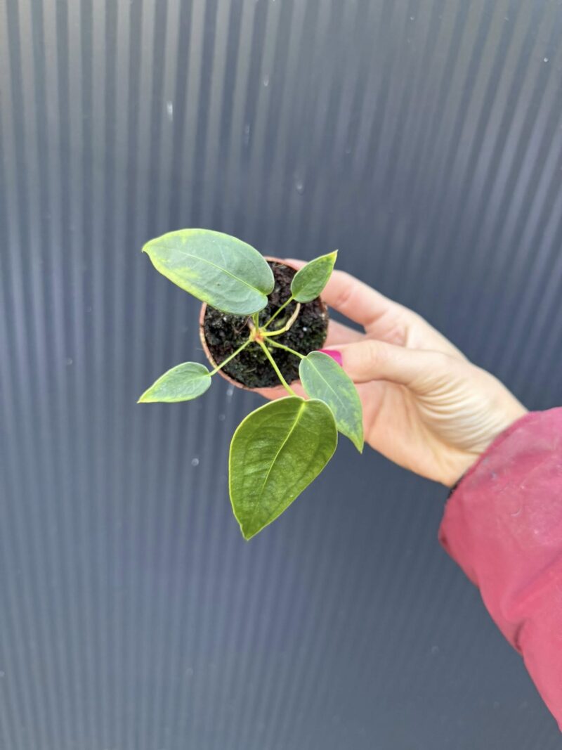 Anthurium Peltigerum – maluszek