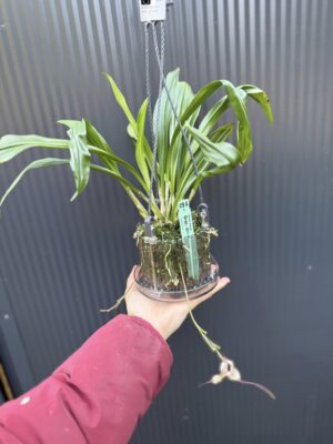 Dracula Diana – orchidea
