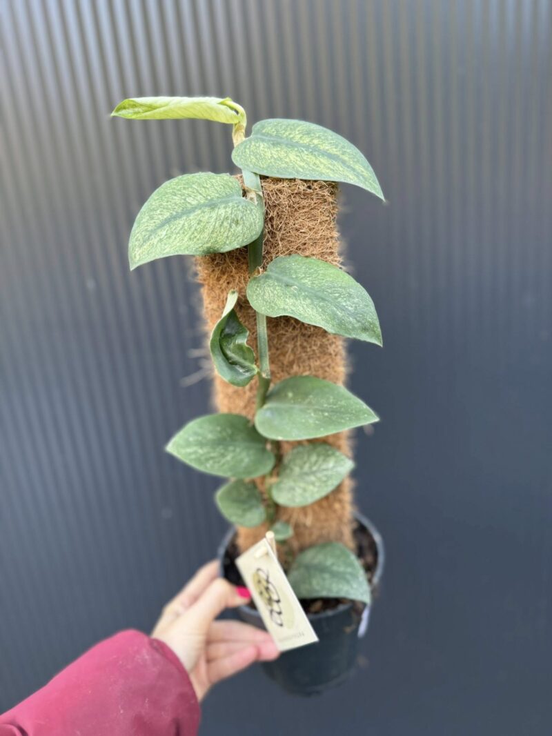 Rhaphidophora Hongkongensis Variegata