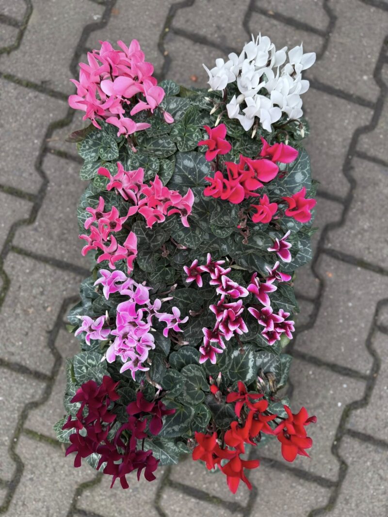 Fiołek Alpejski – Cyklamen