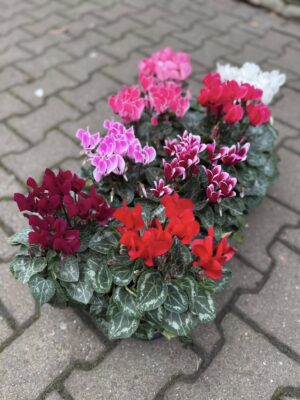 Fiołek Alpejski – Cyklamen