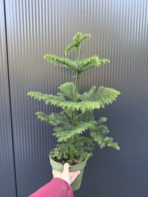 Araucaria heterophylla