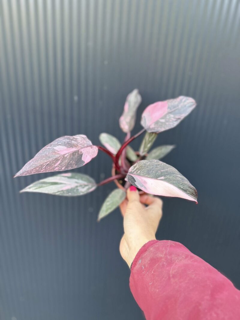 Philodendron Pink Princess Marble