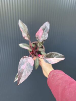 Philodendron Pink Princess Marble