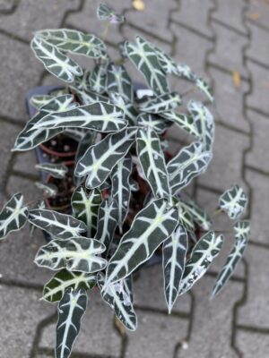 Alocasia Bambino Variegata