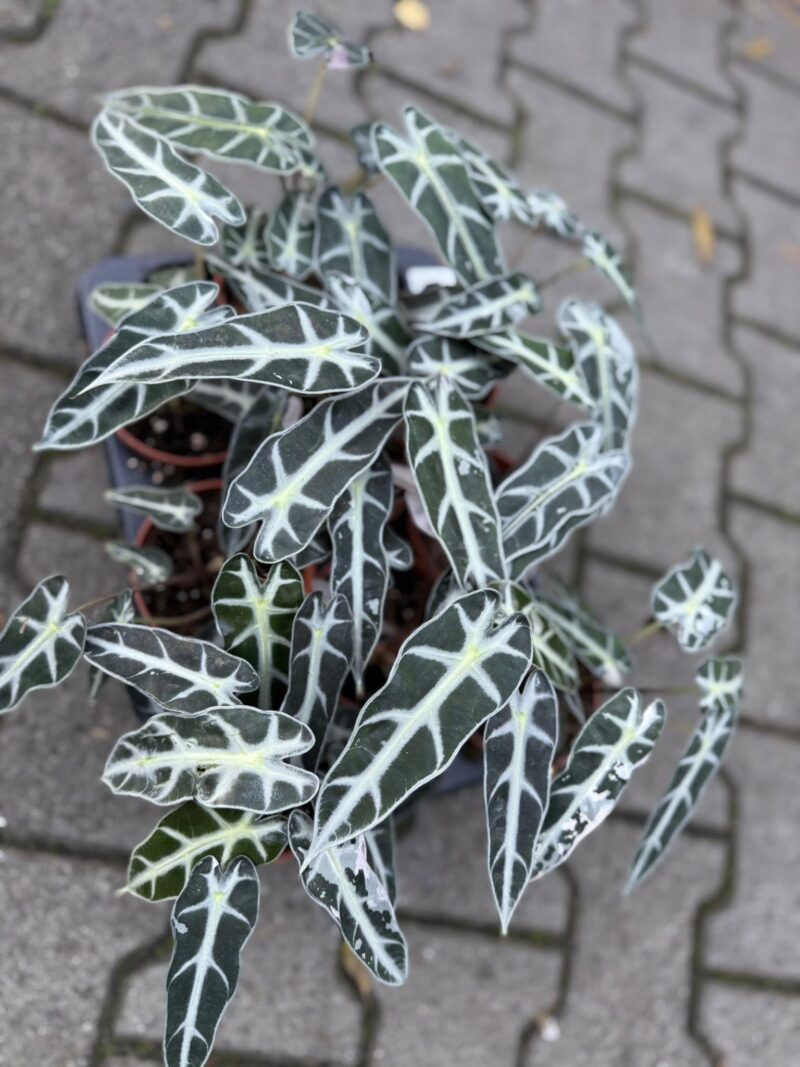 Alocasia Bambino Variegata