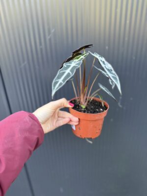 Alocasia Bambino Variegata
