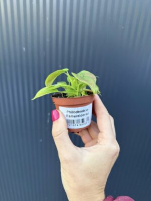Philodendron Esmeraldense