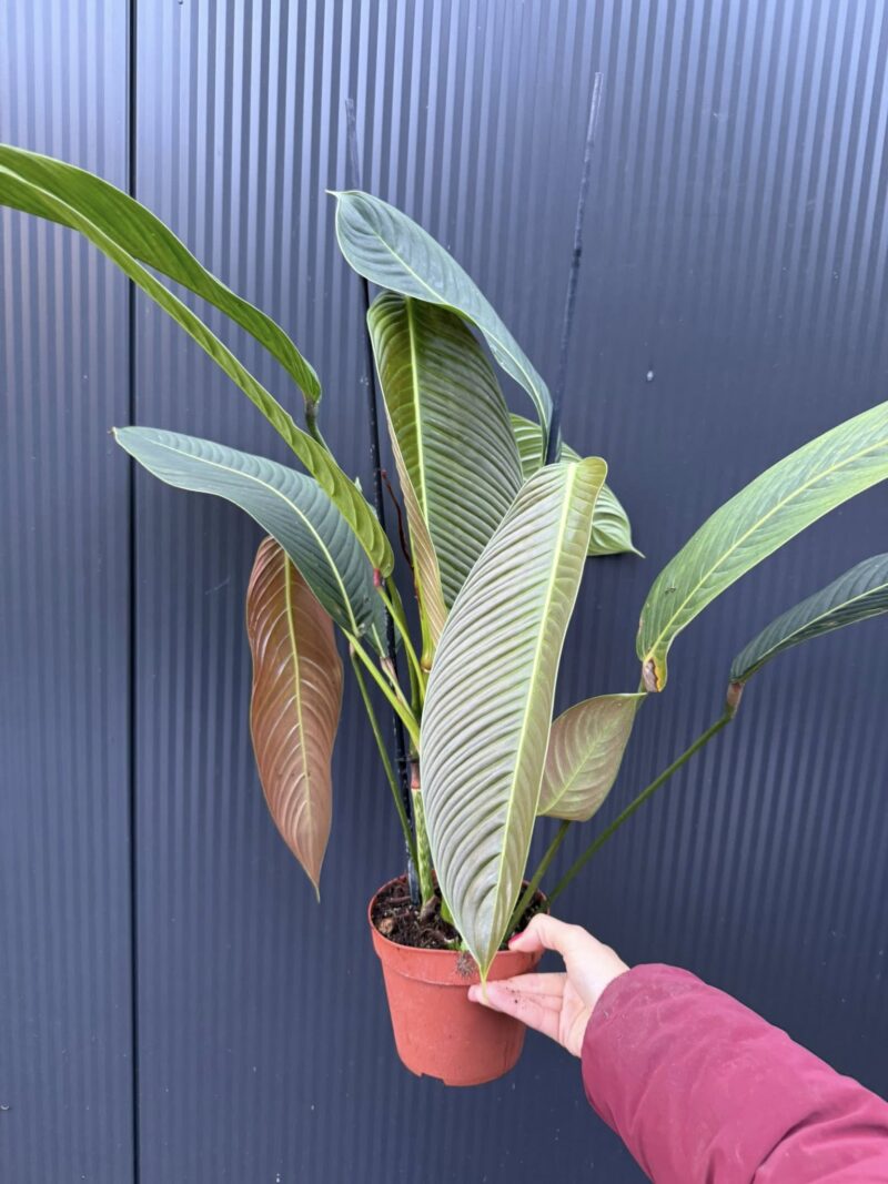 Philodendron Heterocraspedon