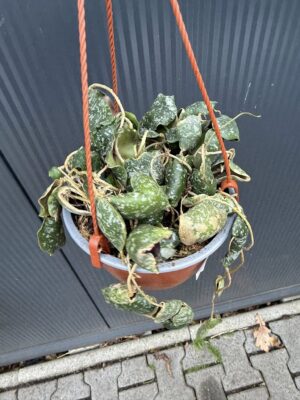 Hoya imbricata