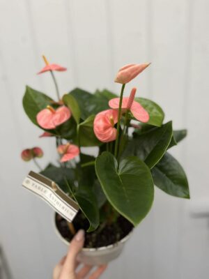Anthurium andraeanum ‘Spirit Table’