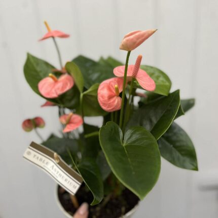 Anthurium andraeanum ‘Spirit Table’