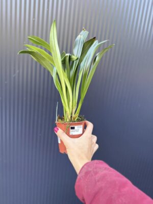 Dracula Gigas – orchidea